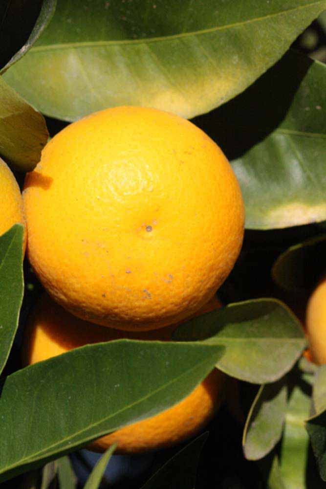              Fruit (Riverside, CA)       